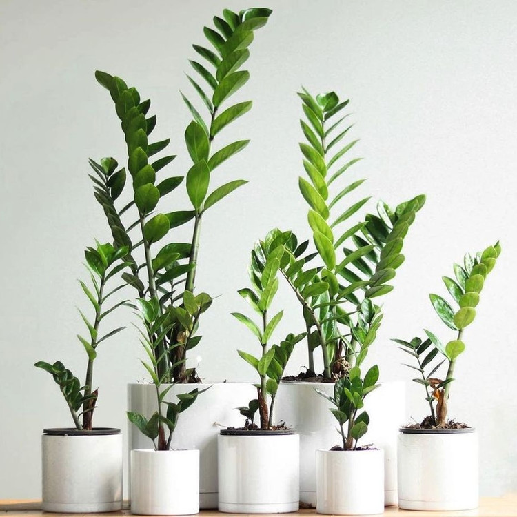 گلدان پلیمری استوانه ای سفید