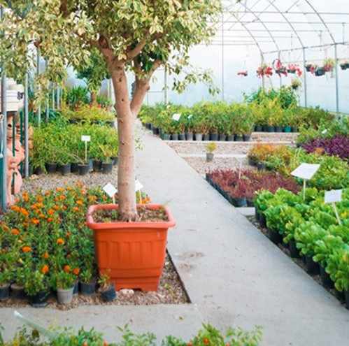 گلدان درختچه ای