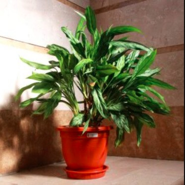 Round plastic pot FZ318, diameter 56, height 50 cm