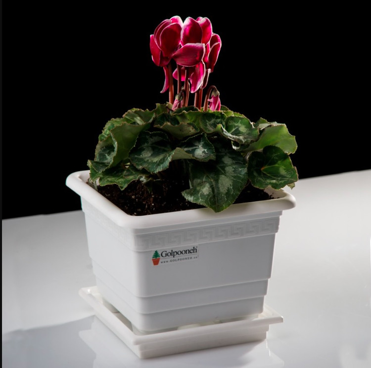 گلدان گلپونه مربعی