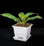 گلدان مربعی گلپونه