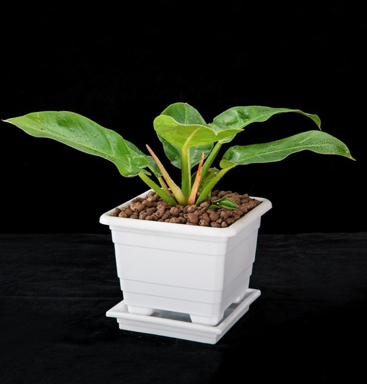 گلدان مربعی گلپونه