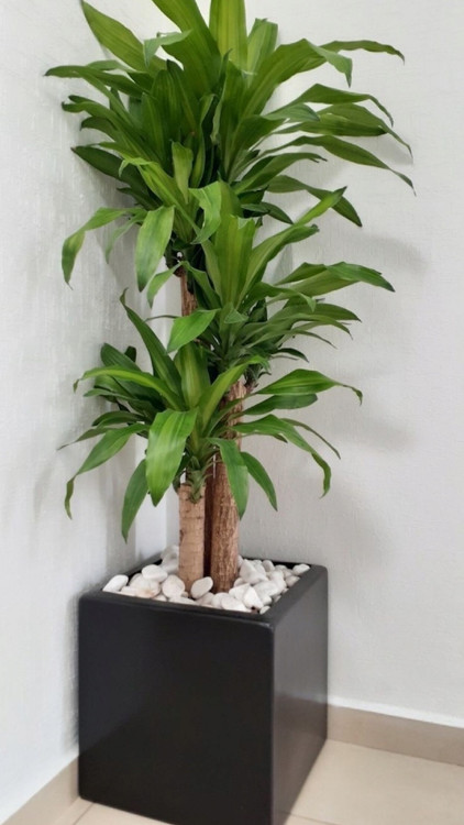 گلدان فایبرگلاس مکعب مستطیل