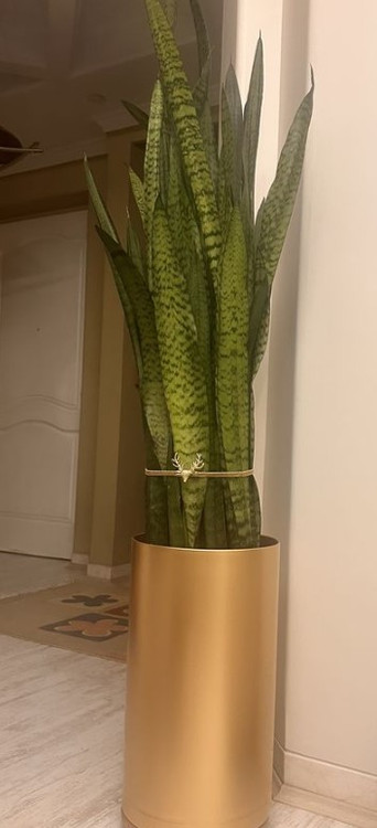 گلدان پلیمری استوانه ای بلند طلایی