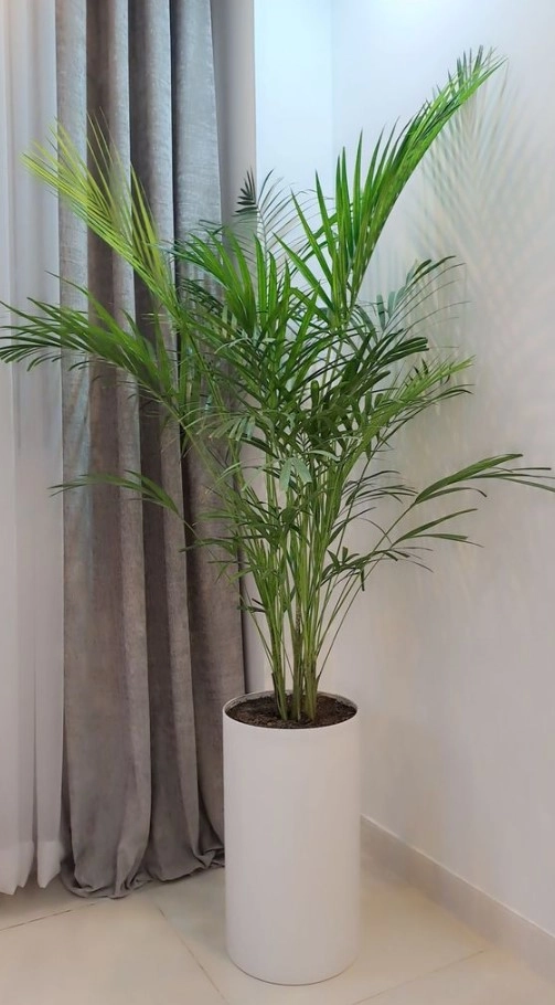 گلدان استوانه ای